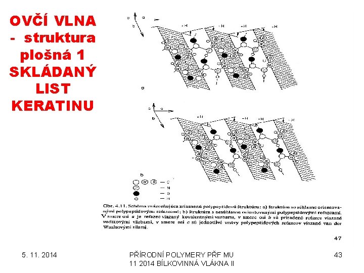 OVČÍ VLNA - struktura plošná 1 SKLÁDANÝ LIST KERATINU 5. 11. 2014 PŘÍRODNÍ POLYMERY