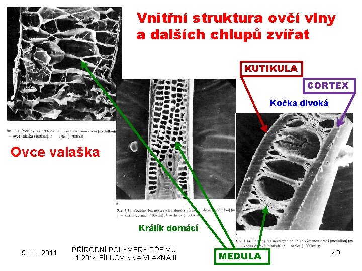 Vnitřní struktura ovčí vlny a dalších chlupů zvířat KUTIKULA CORTEX Kočka divoká Ovce valaška