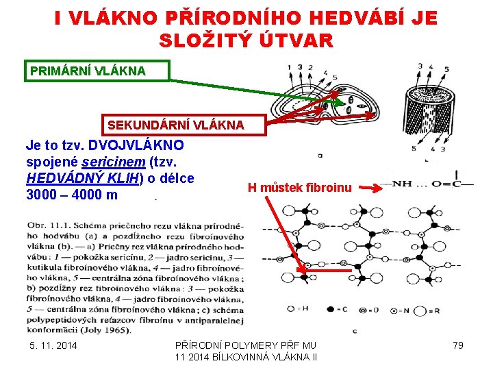 I VLÁKNO PŘÍRODNÍHO HEDVÁBÍ JE SLOŽITÝ ÚTVAR PRIMÁRNÍ VLÁKNA SEKUNDÁRNÍ VLÁKNA Je to tzv.