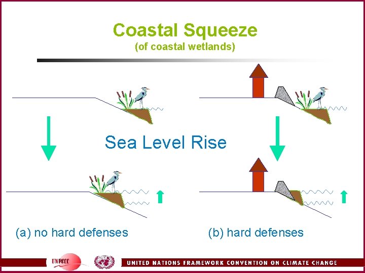 Coastal Squeeze (of coastal wetlands) Sea Level Rise (a) no hard defenses (b) hard