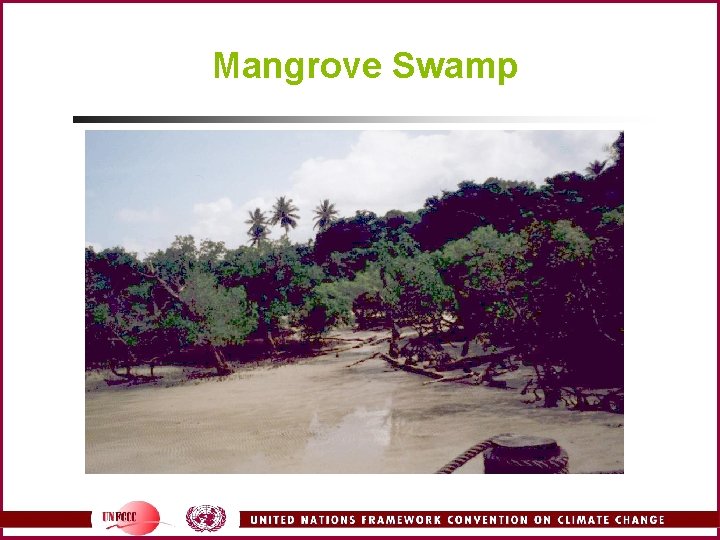 Mangrove Swamp 