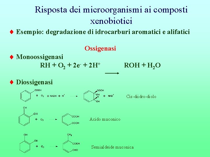 Risposta dei microorganismi ai composti xenobiotici Esempio: degradazione di idrocarburi aromatici e alifatici Ossigenasi