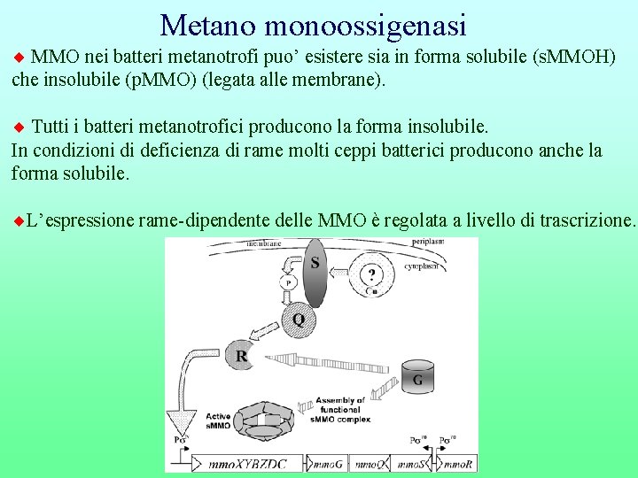 Metano monoossigenasi MMO nei batteri metanotrofi puo’ esistere sia in forma solubile (s. MMOH)