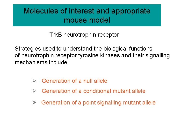 Molecules of interest and appropriate mouse model Trk. B neurotrophin receptor Strategies used to