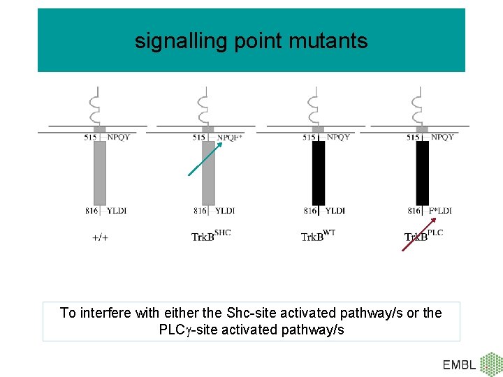 signalling point mutants To interfere with either the Shc-site activated pathway/s or the PLC
