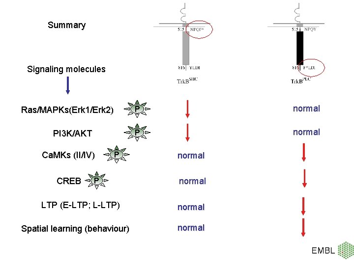 Summary Signaling molecules Ras/MAPKs(Erk 1/Erk 2) PI 3 K/AKT Ca. MKs (II/IV) CREB P