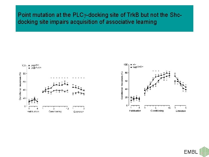 Point mutation at the PLC -docking site of Trk. B but not the Shcdocking