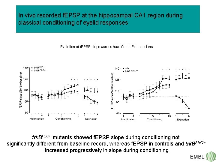 In vivo recorded f. EPSP at the hippocampal CA 1 region during classical conditioning