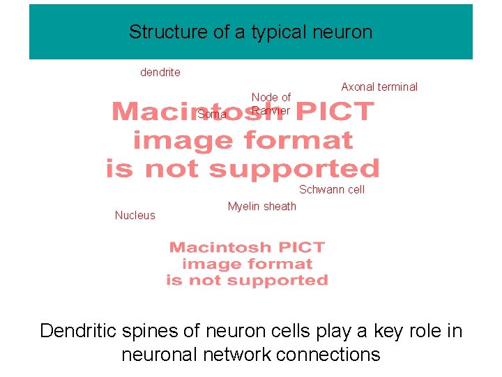 Structure of a typical neuron dendrite Soma Axonal terminal Node of Ranvier Schwann cell
