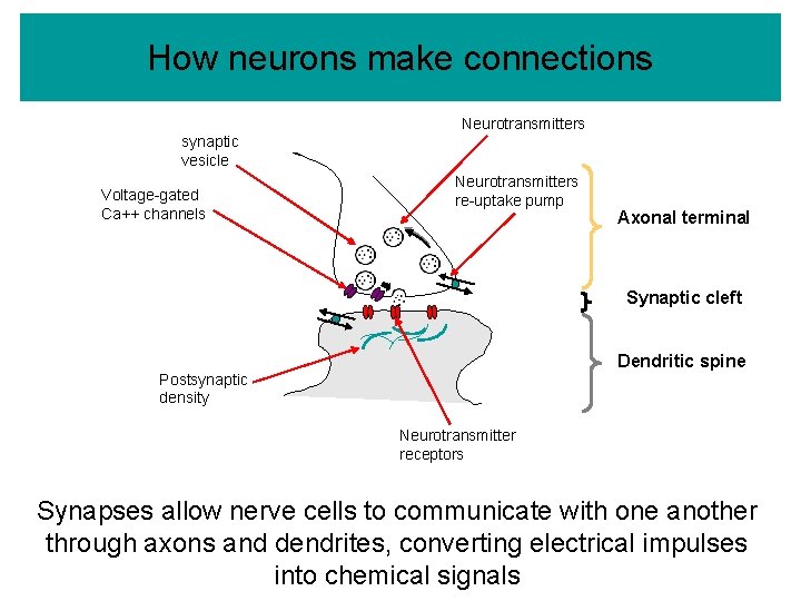 How neurons make connections Neurotransmitters synaptic vesicle Voltage-gated Ca++ channels Neurotransmitters re-uptake pump Axonal