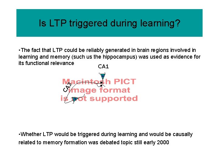 Is LTP triggered during learning? CA 3 • The fact that LTP could be