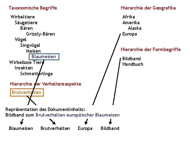 Taxonomische Begriffe Hierarchie der Geografika Wirbeltiere Säugetiere Bären Grizzly-Bären Vögel Singvögel Meisen Blaumeisen Wirbellose Taxonomische Begriffe Hierarchie der Geografika Wirbeltiere Säugetiere Bären Grizzly-Bären Vögel Singvögel Meisen Blaumeisen Wirbellose