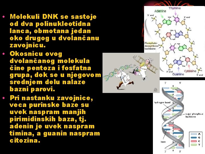  • Molekuli DNK se sastoje od dva polinukleotidna lanca, obmotana jedan oko drugog