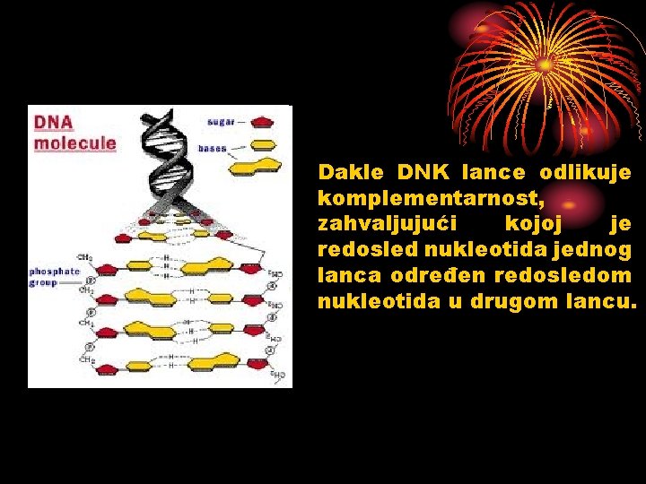  • Dakle DNK lance odlikuje komplementarnost, zahvaljujući kojoj je redosled nukleotida jednog lanca