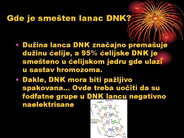 Gde je smešten lanac DNK? • Dužina lanca DNK značajno premašuje dužinu ćelije, a