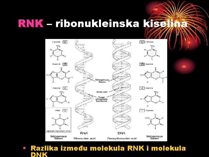 RNK – ribonukleinska kiselina • Razlika između molekula RNK i molekula 