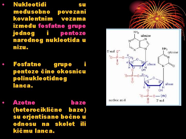  • Nukleotidi su međusobno povezani kovalentnim vezama između fosfatne grupe jednog i pentoze