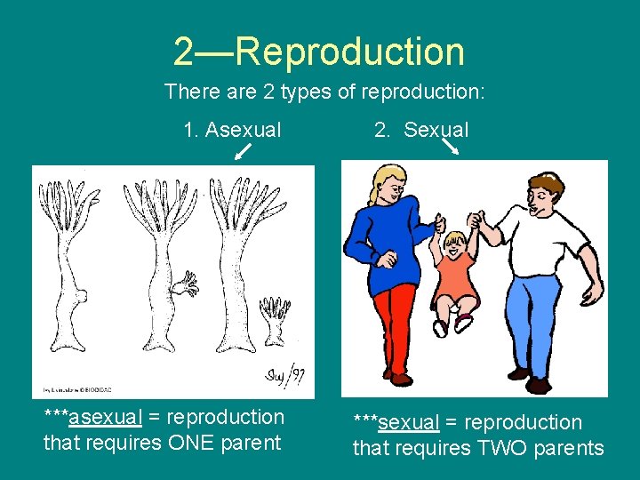 2—Reproduction There are 2 types of reproduction: 1. Asexual ***asexual = reproduction that requires