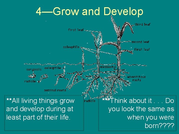 4—Grow and Develop **All living things grow and develop during at least part of