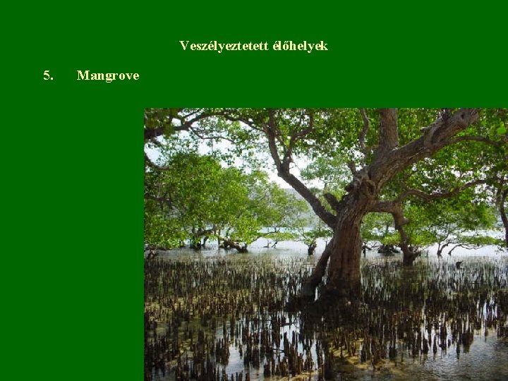 Veszélyeztetett élőhelyek 5. Mangrove 