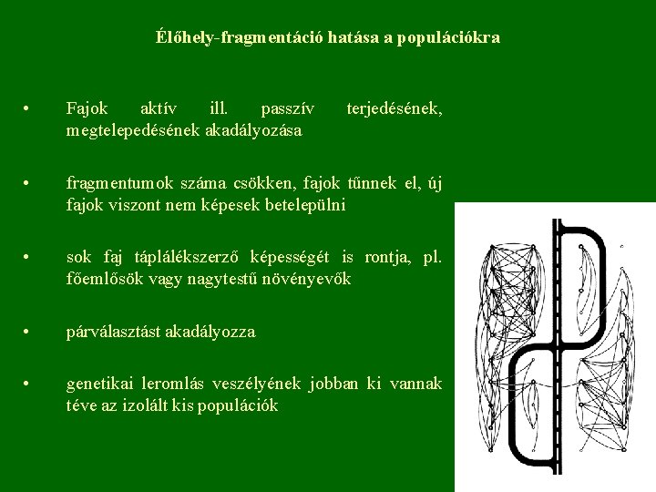 Élőhely-fragmentáció hatása a populációkra • Fajok aktív ill. passzív megtelepedésének akadályozása • fragmentumok száma