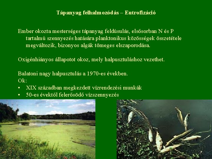 Tápanyag felhalmozódás – Eutrofizáció Ember okozta mesterséges tápanyag feldúsulás, elsősorban N és P tartalmú