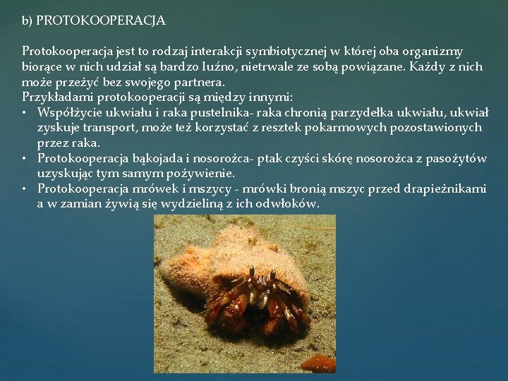 b) PROTOKOOPERACJA Protokooperacja jest to rodzaj interakcji symbiotycznej w której oba organizmy biorące w