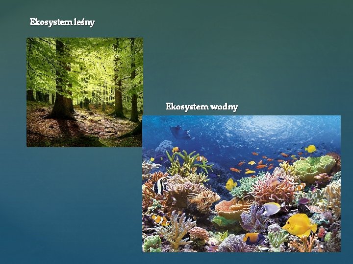 Ekosystem leśny Ekosystem wodny 