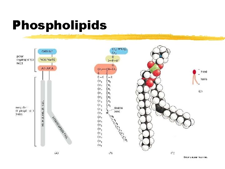Phospholipids Phospholipids