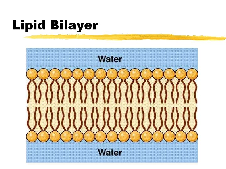 Lipid Bilayer Lipid Bilayer