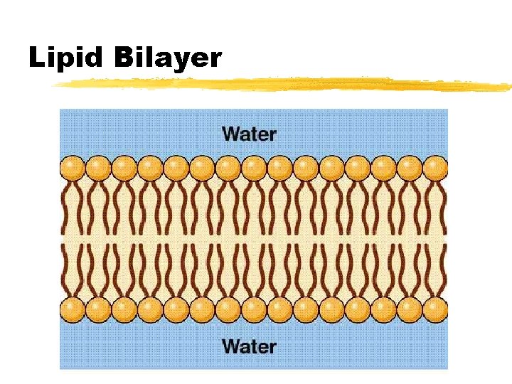 Lipid Bilayer 