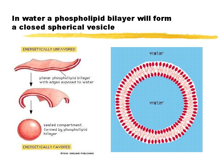 In water a phospholipid bilayer will form a closed spherical vesicle In water a phospholipid bilayer will form a closed spherical vesicle