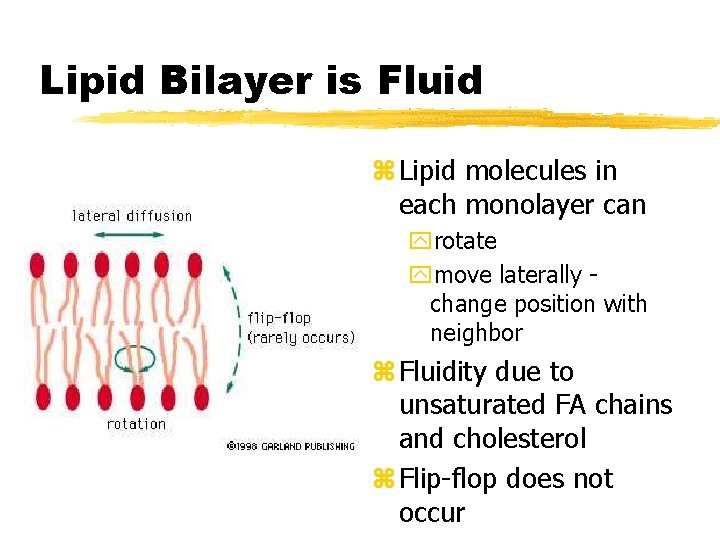 Lipid Bilayer is Fluid z Lipid molecules in each monolayer can yrotate ymove laterally