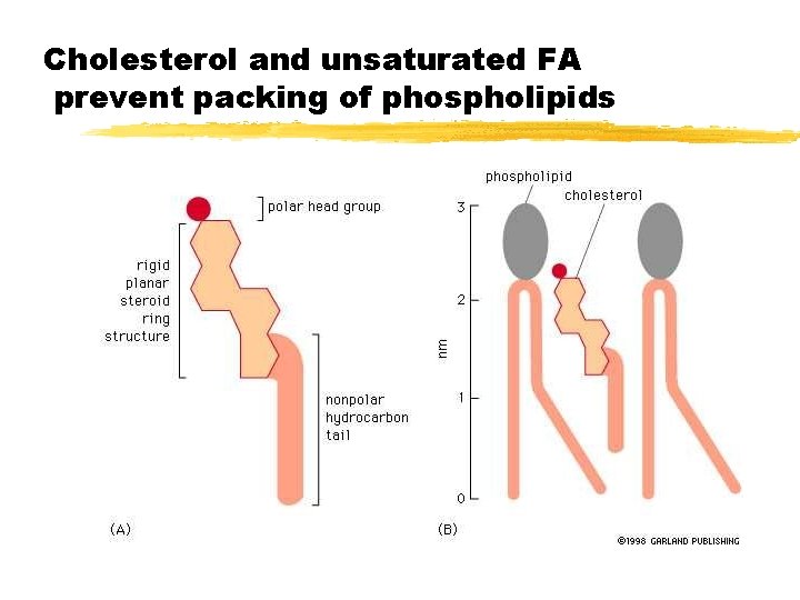 Cholesterol and unsaturated FA prevent packing of phospholipids 