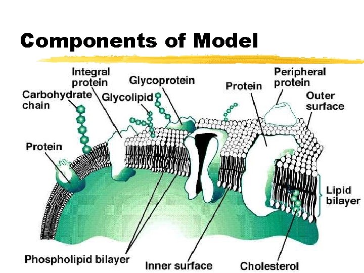 Components of Model 