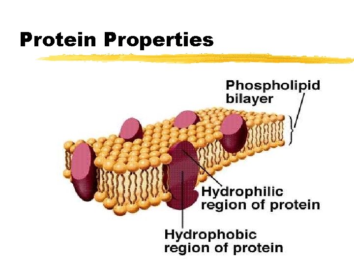 Protein Properties Protein Properties
