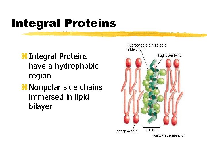 Integral Proteins z Integral Proteins have a hydrophobic region z Nonpolar side chains immersed