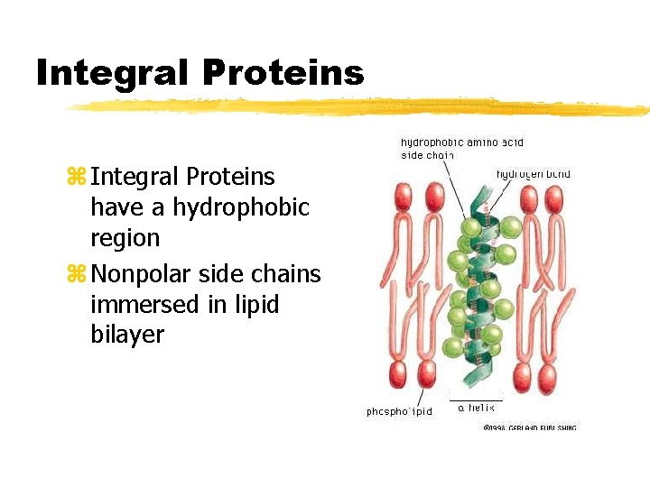 Integral Proteins z Integral Proteins have a hydrophobic region z Nonpolar side chains immersed Integral Proteins z Integral Proteins have a hydrophobic region z Nonpolar side chains immersed