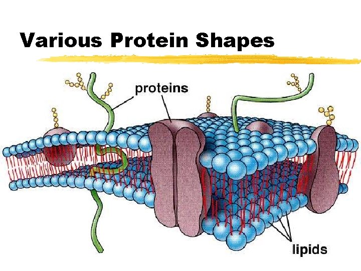 Various Protein Shapes Various Protein Shapes