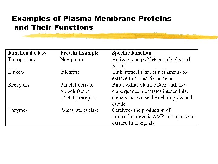 Examples of Plasma Membrane Proteins and Their Functions 