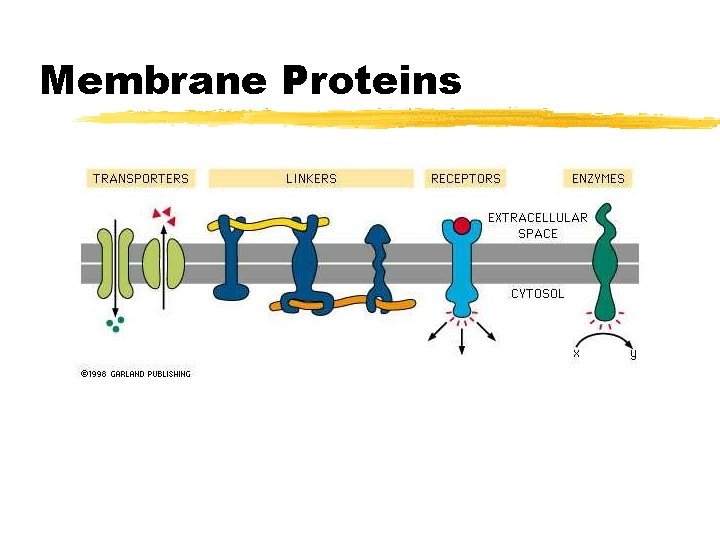 Membrane Proteins 