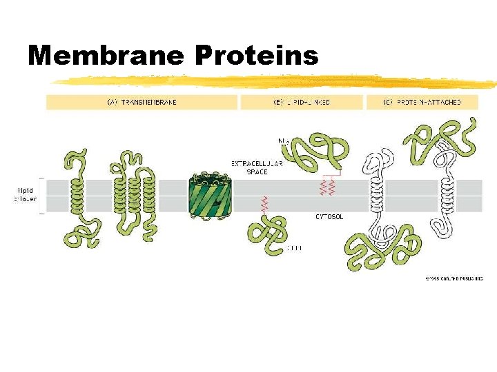 Membrane Proteins Membrane Proteins