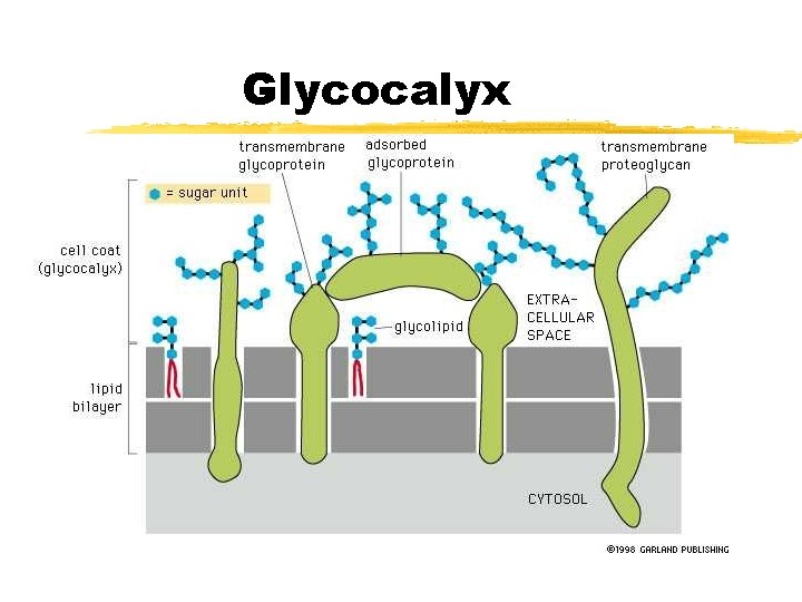 Glycocalyx Glycocalyx