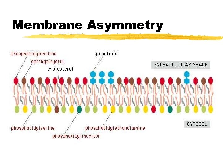 Membrane Asymmetry 