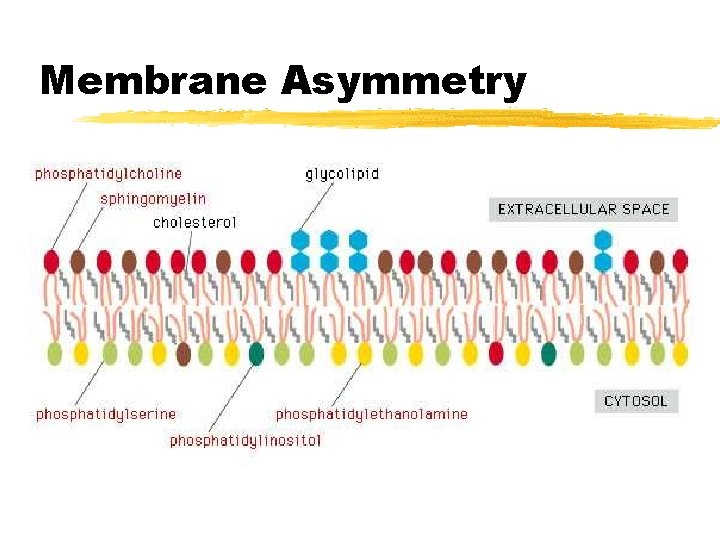 Membrane Asymmetry Membrane Asymmetry