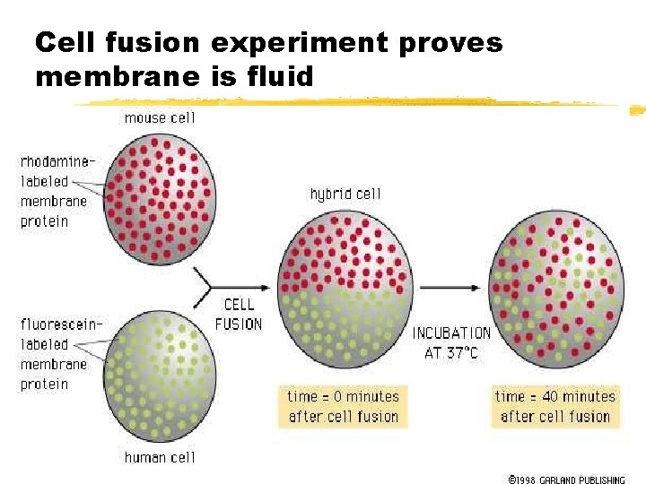 Cell fusion experiment proves membrane is fluid Cell fusion experiment proves membrane is fluid