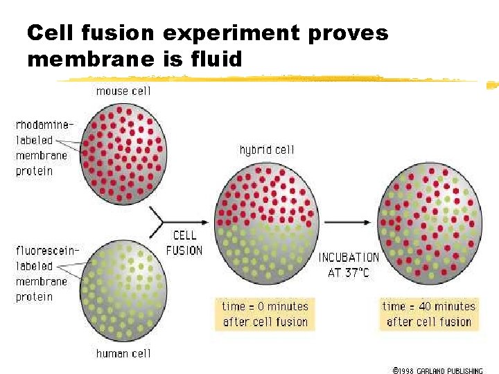 Cell fusion experiment proves membrane is fluid 