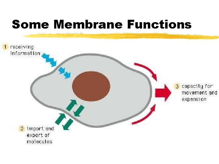 Some Membrane Functions 