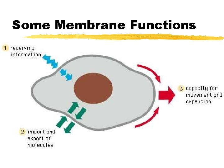 Some Membrane Functions Some Membrane Functions