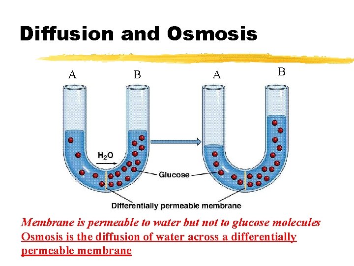 Diffusion and Osmosis A B Membrane is permeable to water but not to glucose Diffusion and Osmosis A B Membrane is permeable to water but not to glucose